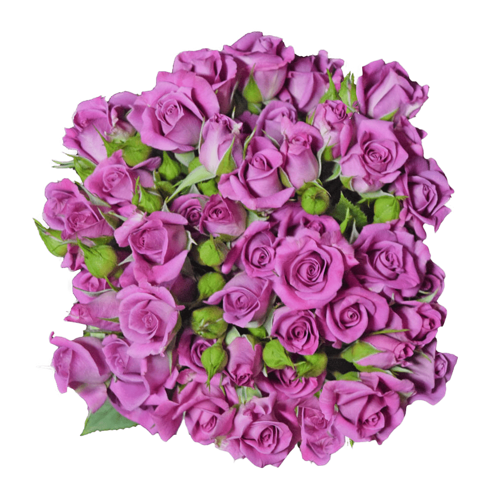 Spray Roses – Charming Irishka – Inspiraterra