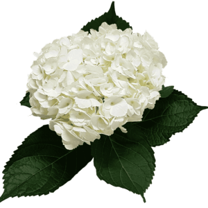 Hydrangeas