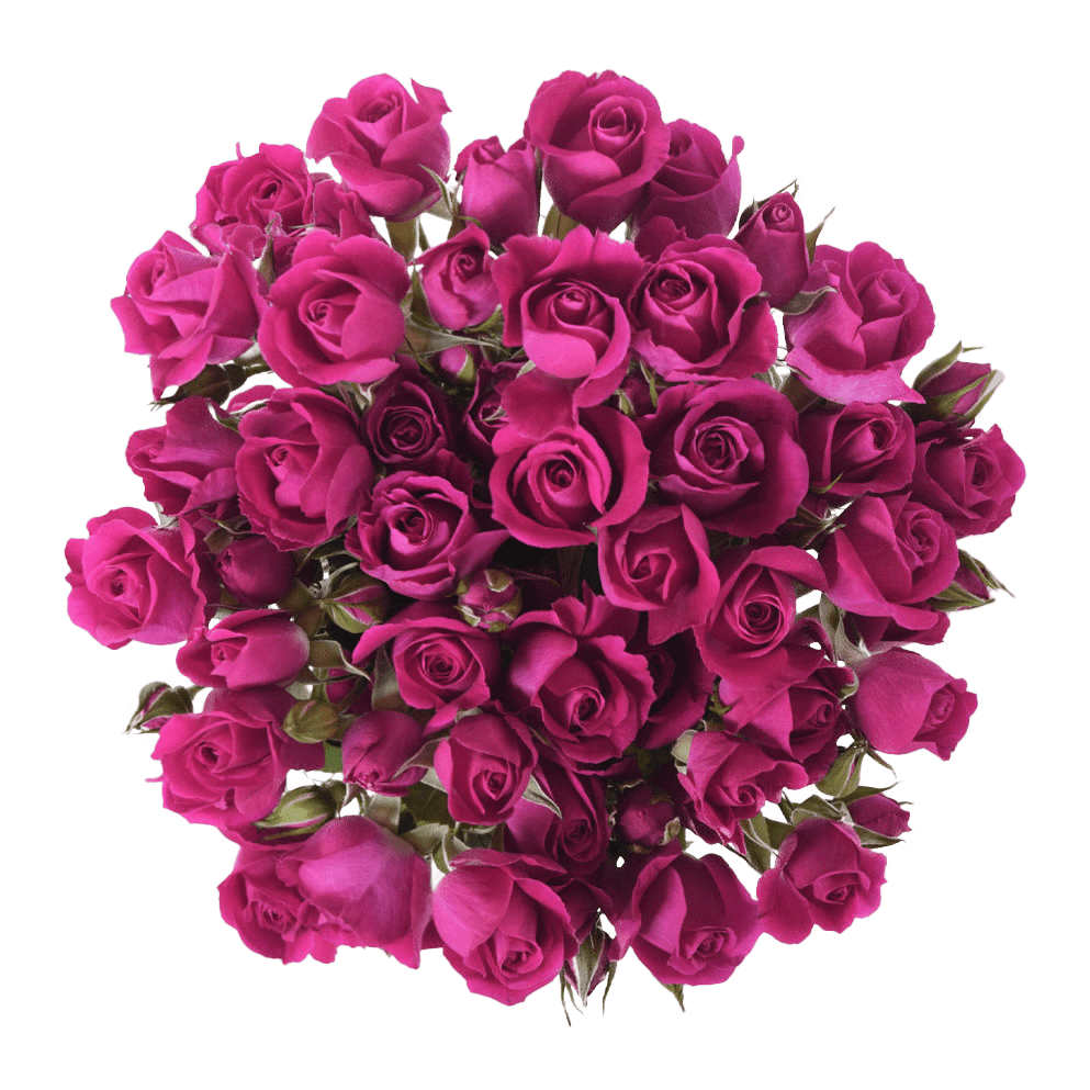 Spray Roses – Lavander Irishka – Inspiraterra