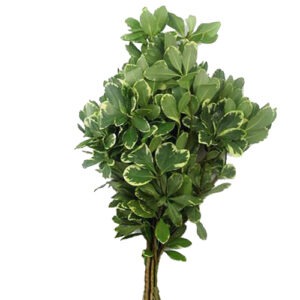 Pittosporum
