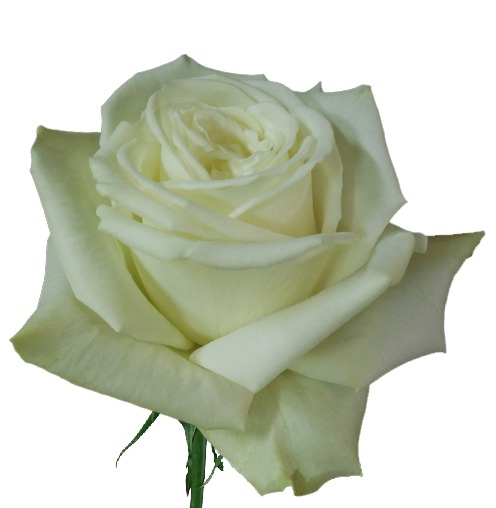 White & Cream Roses – Playa Blanca – Inspiraterra