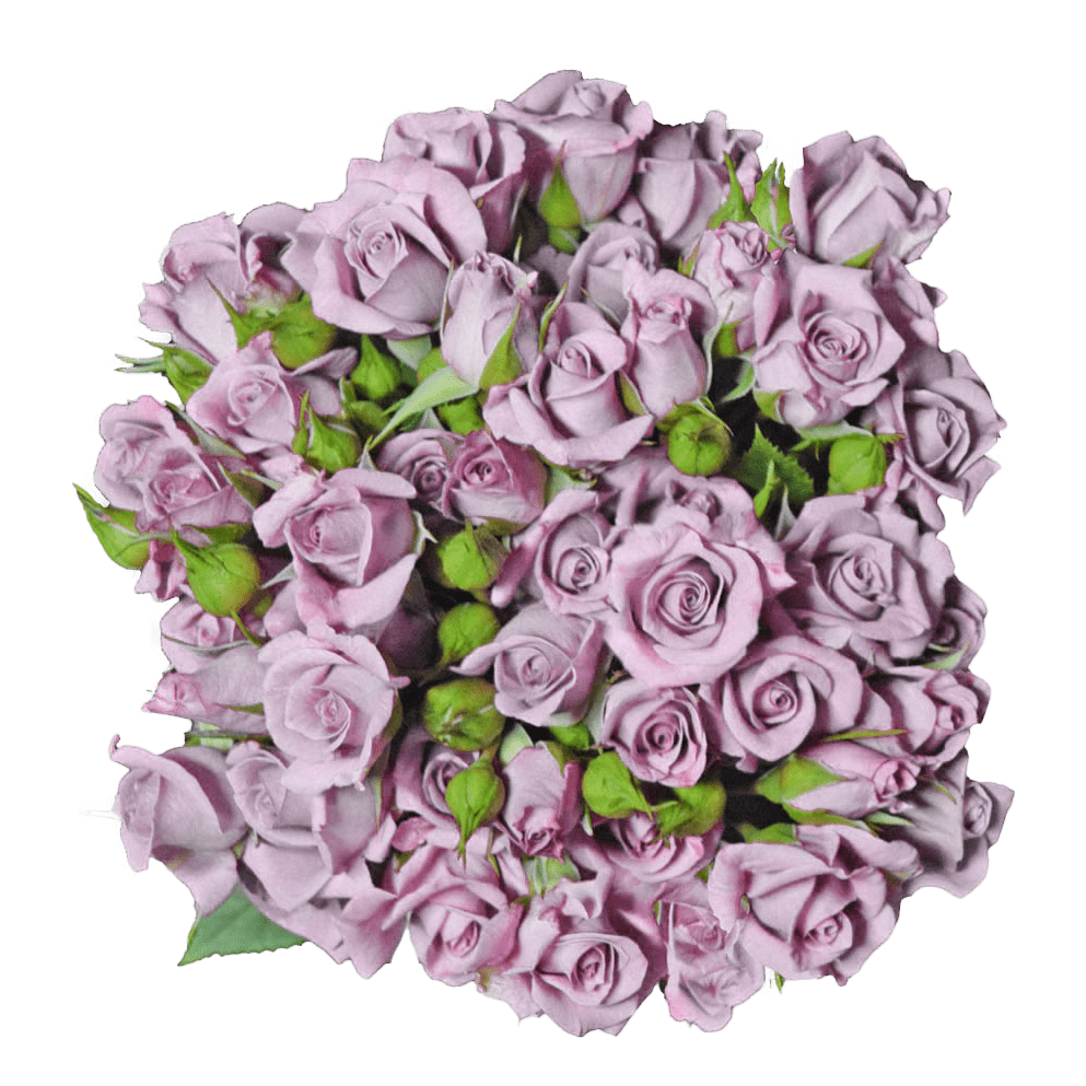 Spray Roses – Silver Mikado – Inspiraterra