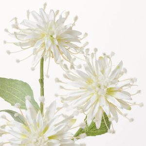 Chrysantemum