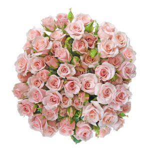 Majolika Pink
