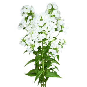 Phlox White Ice Cap