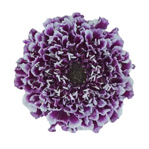 Scabiosa Bicolor