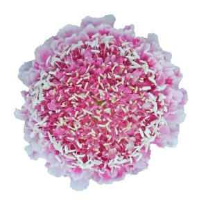 Scabiosa Pink