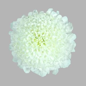 Scabiosa White