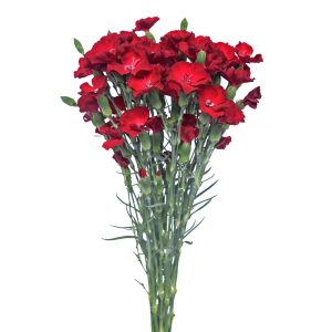 Solomio Dark Red
