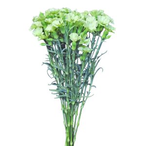 Solomio Light Green