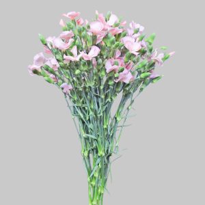 Solomio Light Pink
