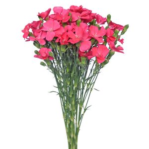 Solomio Pink