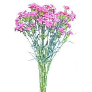 Solomio Pink White Edges