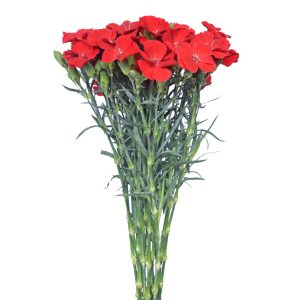Solomio Red