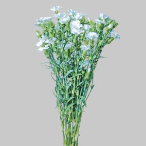 Solomio White Round Edges