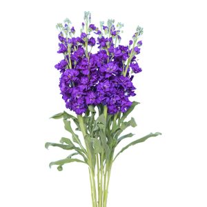 Stock Dark Purple