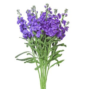 Stock Lavender
