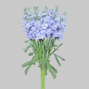 Stock Light Lavender