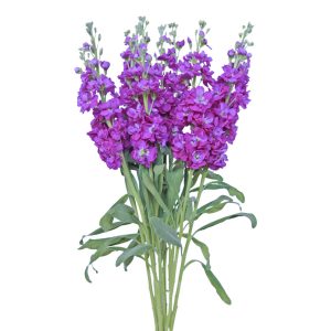 Stock Purple