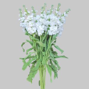 Stock White