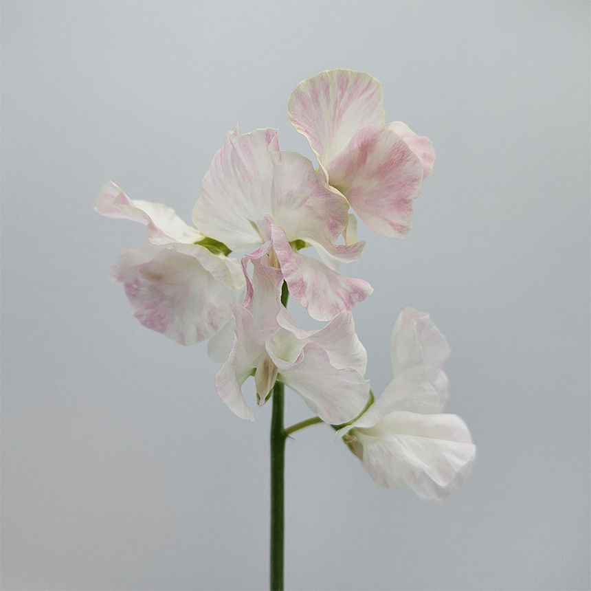 Baby Pink