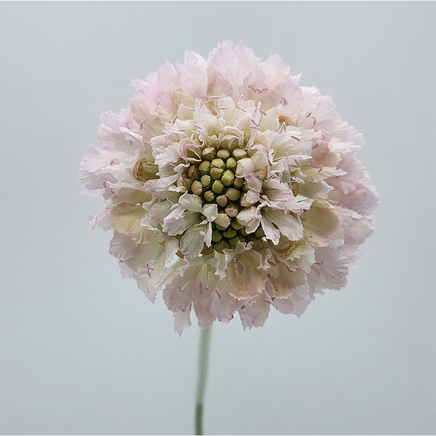 Baby Pink