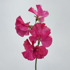 Dark Pink