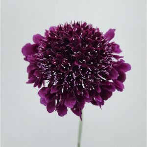Dark Purple