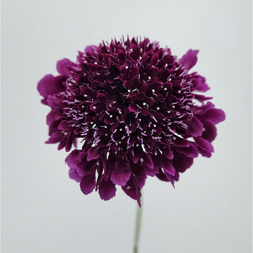 Dark Purple
