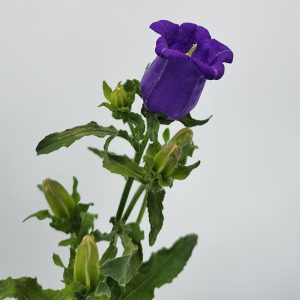 Campanula Grape