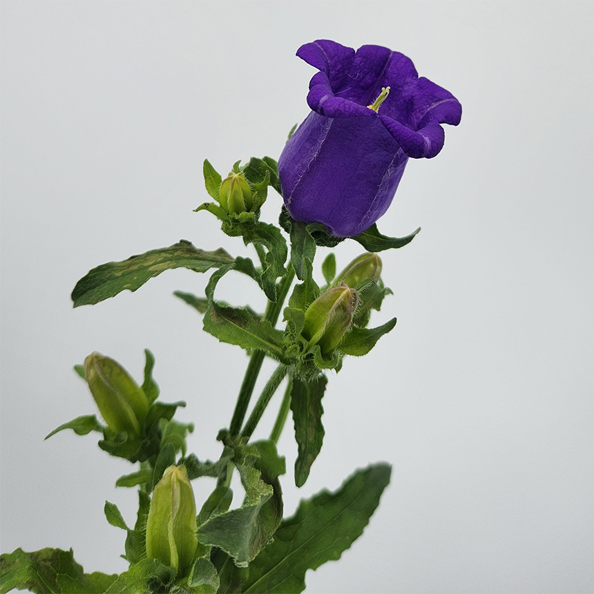 Grape