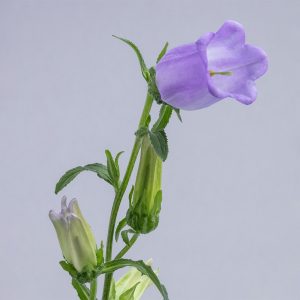 Campanula Lavender