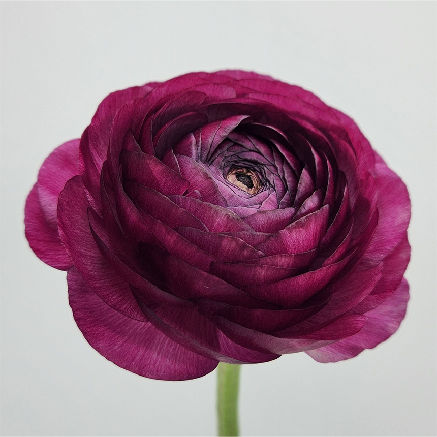 Malva