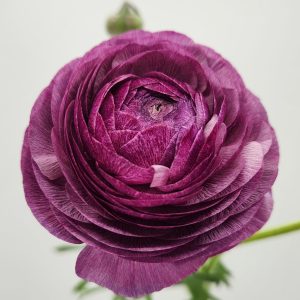 Milka