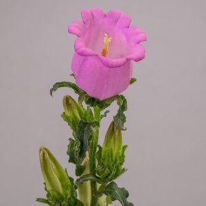 Campanula Pink