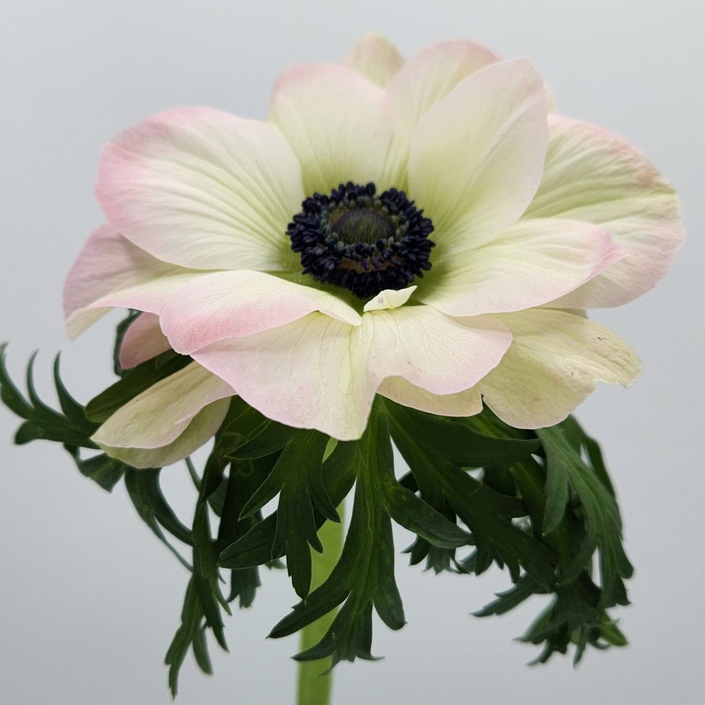 Rosa Chiaro