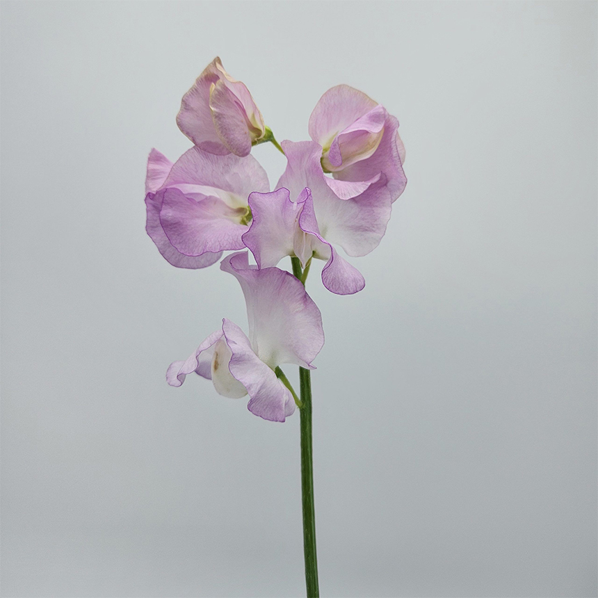 Soft Pink