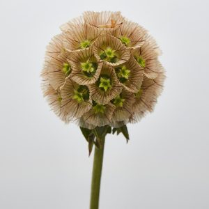 Stellata