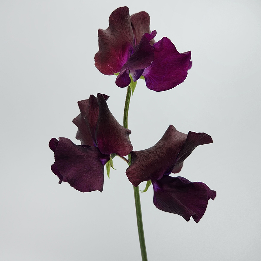 Viola