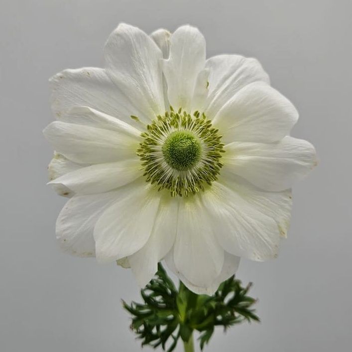 White Albino