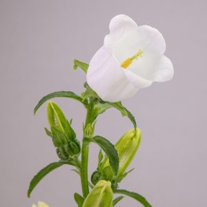 Campanula White