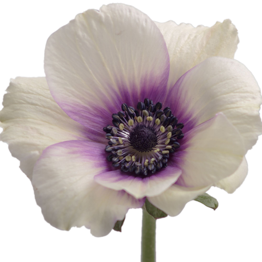 Bicolor Viola
