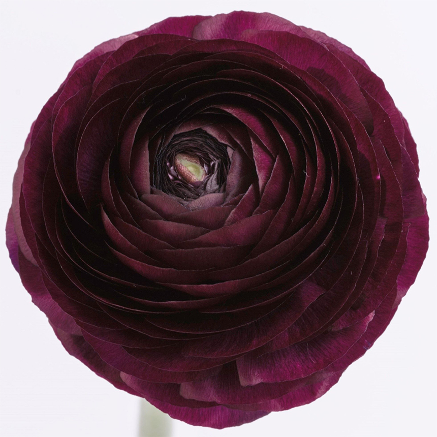 Burgundi