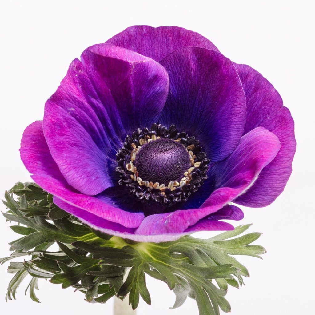 Grape