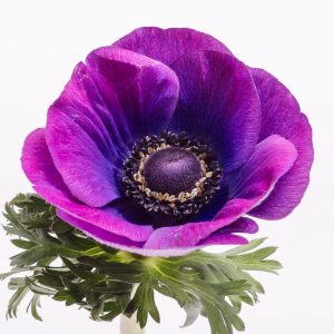 Grape