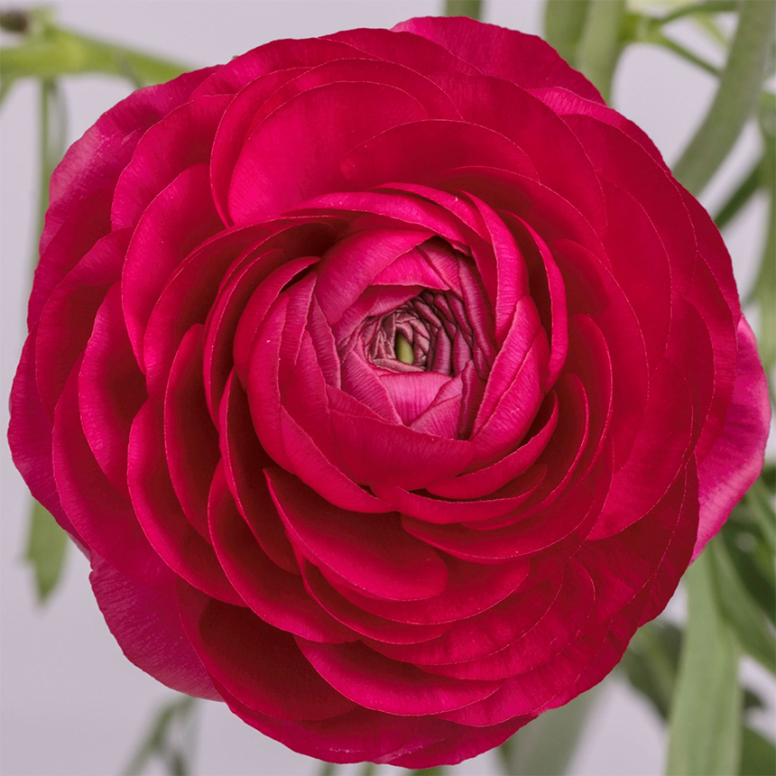 Hot Pink