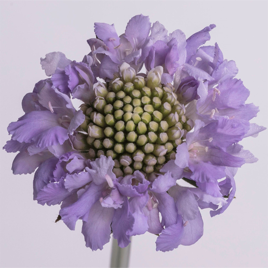 Lavander