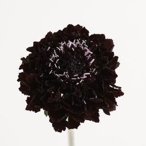 Blackberry