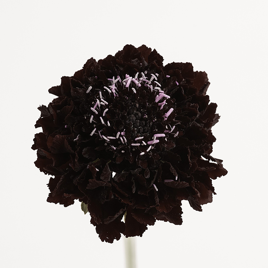 Blackberry