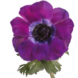 Viola